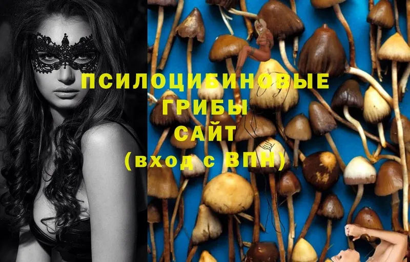 маркетплейс формула  купить наркоту  Камышин  Галлюциногенные грибы Magic Shrooms 